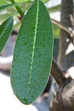 Plumeria leaf Stock Photos