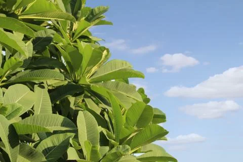 Plumeria leaf Stock Photos