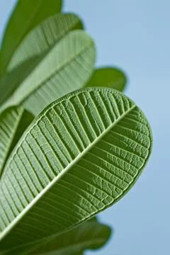Plumeria Leaves Stock Photos