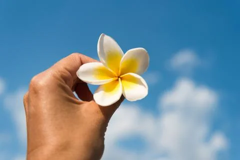 Plumeria or Frangipani flower hold in a hand Stock Photos
