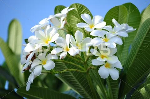 Plumeria Stock Photos