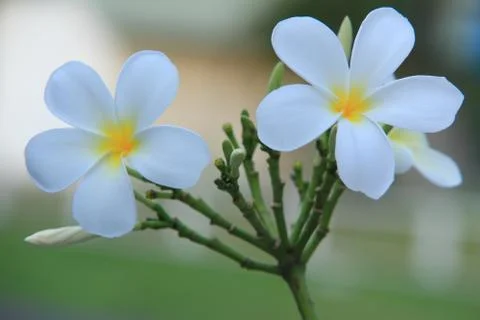 Plumeria 写真素材