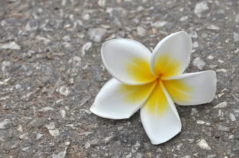Plumeria Stock Photos