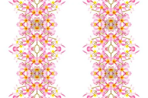 Plumeria Stock Photos