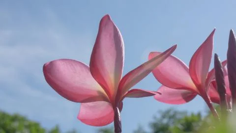 Plumeria Stock Photos