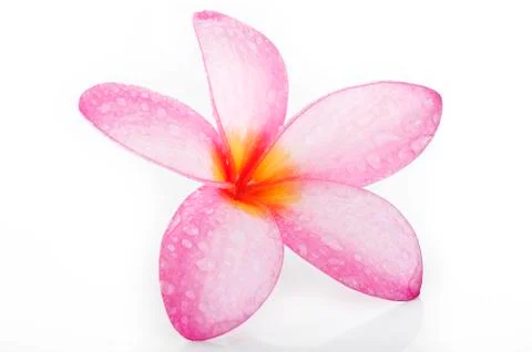 Plumeria Stock Photos