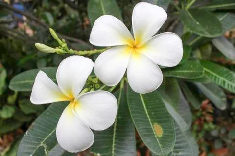 Plumeria Stock Photos