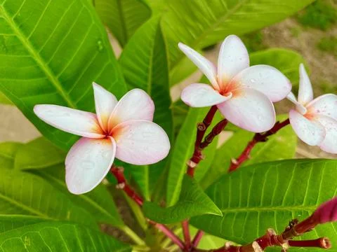 Plumeria Stock Photos