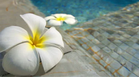 Plumeria pool area Video stock 51930080
