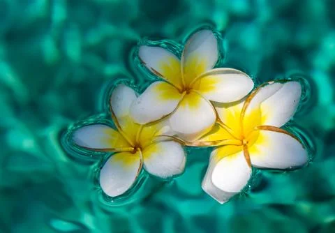 Plumeria in the pool Stock Photos