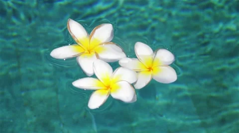 Plumeria in the pool.mp4 動画素材 64228727