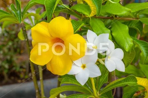 Plumeria pudica Stock Photos
