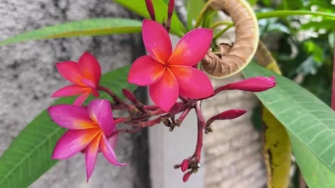 Plumeria rubra 库存影片 329492453