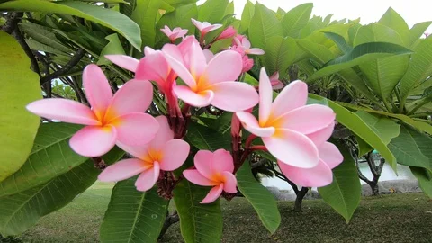 Plumeria on the tree Stock Footage 114068978