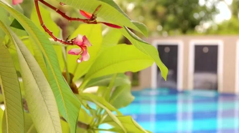 Plumeria Tree at a garden. Stock Footage 51401030