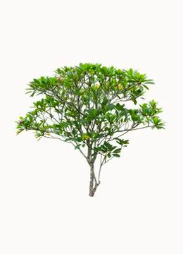 Plumeria tree Stock Photos