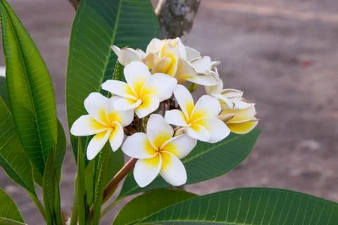 Plumerie flower Stock Photos