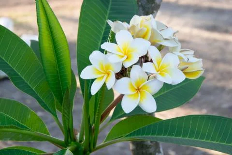 Plumerie flower Stock Photos