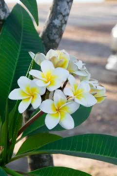 Plumerie flower 库存照片