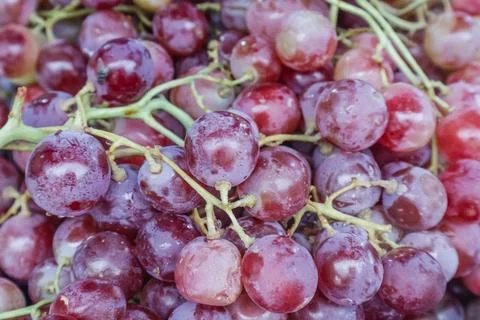 A plump bunch of ruby red grapes bursting with very sweet flavor. Foto stock