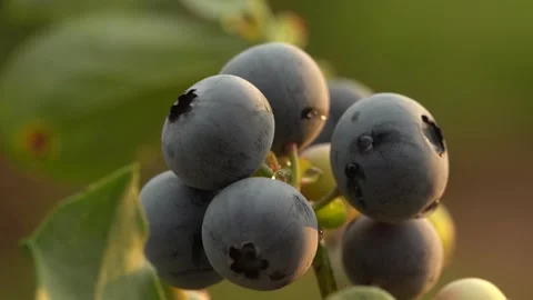 Plump Fresh Blueberries Stock Footage 332723444