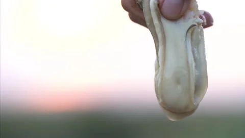 Plump Fresh Oysters Display Video stock 331370192