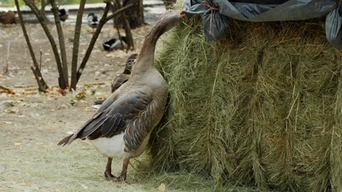 A plump goose nibbles on hay from a stack, capturing the charm of farm life and Video stock 287239879