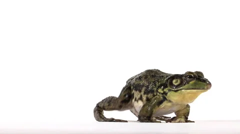 Plump green frog on white surface shifts position Stock Footage 46585244