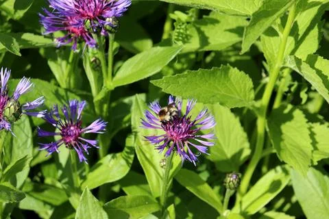 A plump, light-colored bumblebee collects nectar from mountain cornflowers Stock Photos