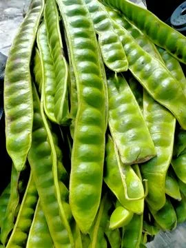 Plump map Fotos de archivo