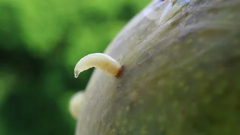 Plump Mediterranean Fruit Fly or Medfly larvae Try to Going Out from Ripe Mango Stock Footage 150995636