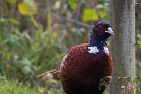 Plump pheasant Stock Photos