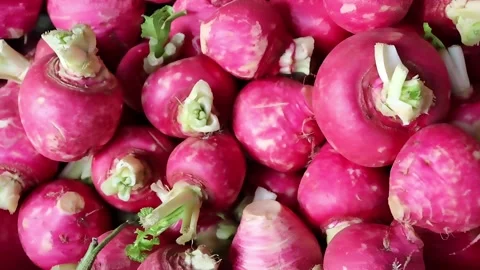 Plump pink radish bunch with leafy stems Stock Footage 338169205