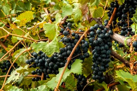Plump ripe grapes Stock Photos