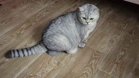 Plump Scottish Fold cat with silver tabby markings sits on a wooden floor Stock Footage 339193974