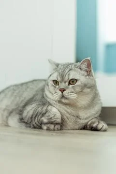 Plump silver tabby cat with striking yellow eyes rests indoors on a wooden .. Stock Photos
