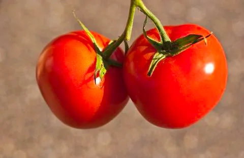 The Plump Tomatoes Stock Photos