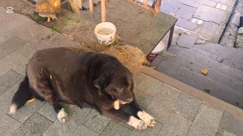A plump, well-fed dog Stock Footage 300791448
