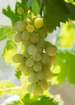 Plump white grapes Foto stock