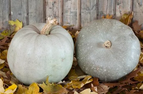 Plumpkins Stock Photos