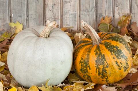 Plumpkins Stock Photos