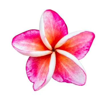 Plumplain flowers on white background. Foto stock