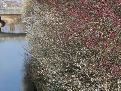 Plums and cherries by river Stock Photos