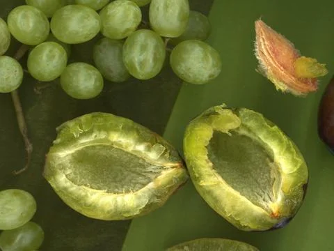 Plums and grapes Stock Photos