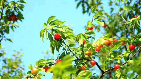 Plums and plum tree Stock Footage