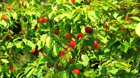 Plums and plum tree Stockbeeldmateriaal 478508