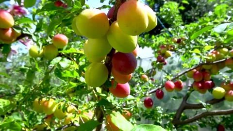 Plums are singing Stock Footage 154427275