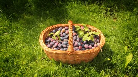 Plums in a basket Stock Footage 8649017