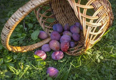 Plums in a basket on the grass 库存照片