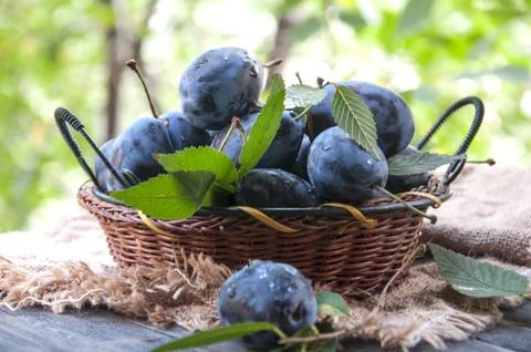 Plums in the basket. Stock Photos